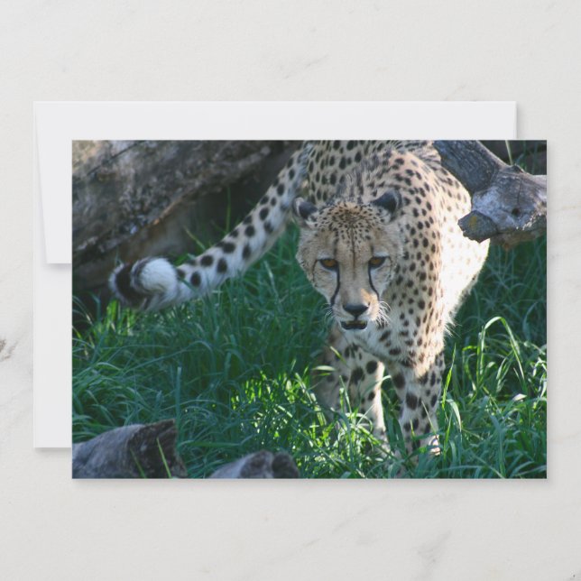 Cheetah på jakten (Framsida)