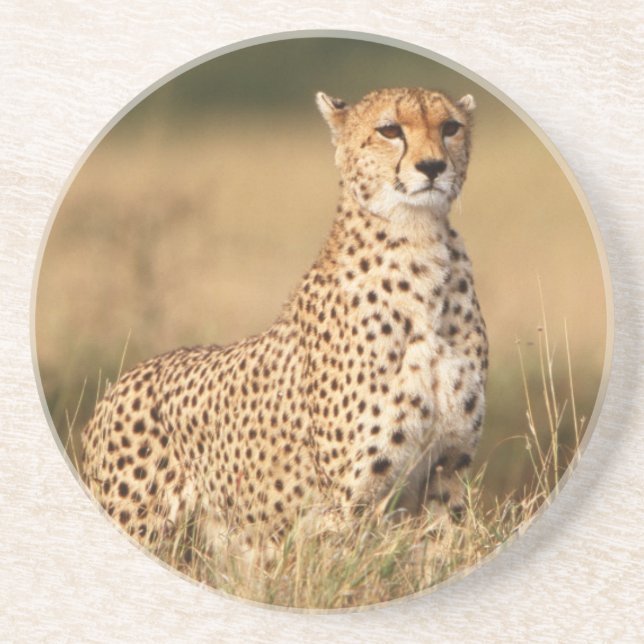 Cheetah på småpengar för bättre synlighet underlägg (Framsidan)