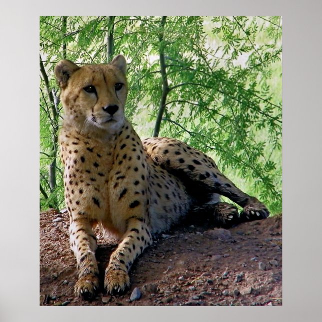 Cheetah på sten poster (Framsidan)