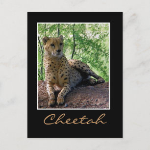 Cheetah på sten vykort