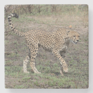Cheetah på väg. stenunderlägg