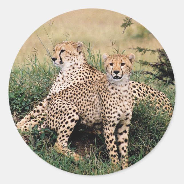 Cheetah Pair Runt Klistermärke (Framsida)