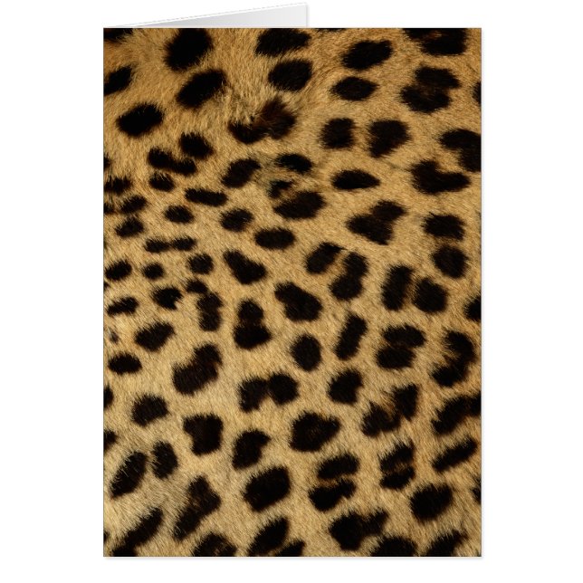 Cheetah päls Wildlife Cards-serien Hälsningskort (Framsidan)
