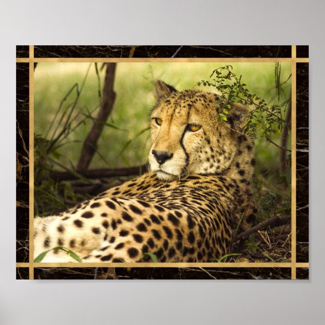Cheetah Photo Image Print Poster (Framsidan)