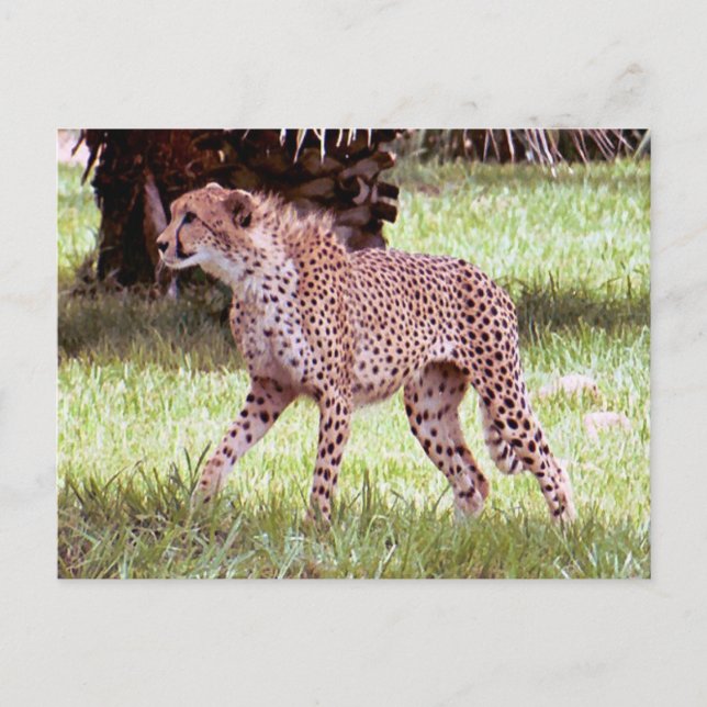 Cheetah Photo Postcard Vykort (Framsida)