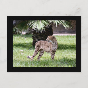 Cheetah Photo Postcard Vykort