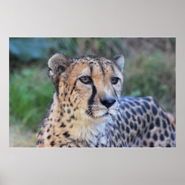 Cheetah Photo Poster (Framsidan)