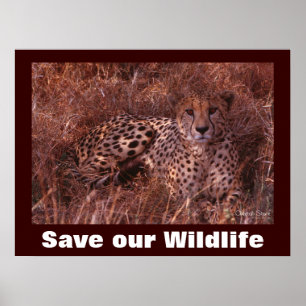 Cheetah Photo Spara Vår Wildlife Poster