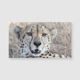 Cheetah Porträtt