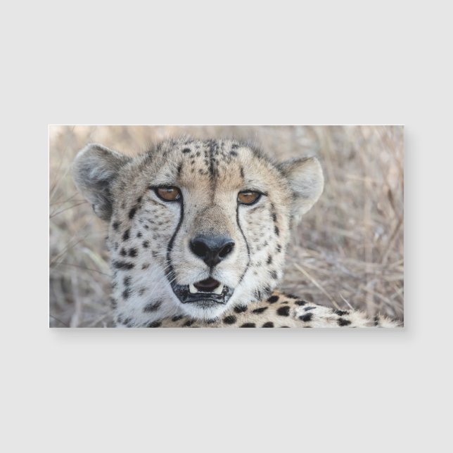 Cheetah Porträtt (Framsida)