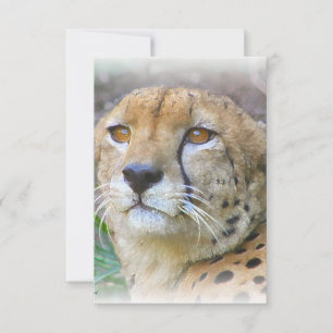 Cheetah porträtt