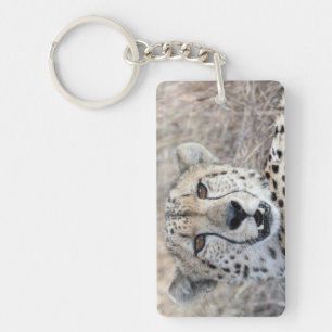 Cheetah Porträtt