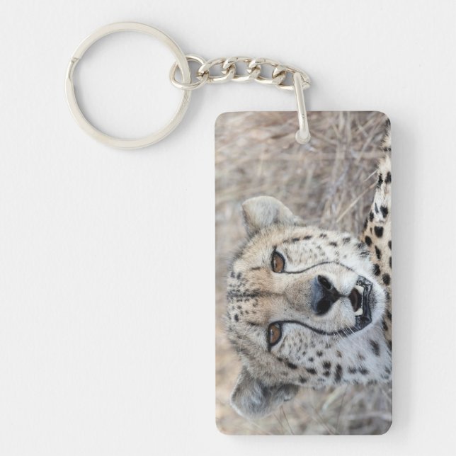 Cheetah Porträtt (Framsidan)