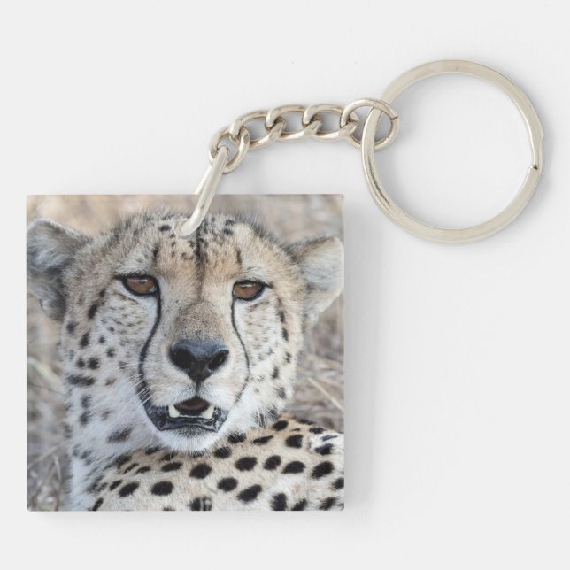 Cheetah Porträtt (Baksidan)