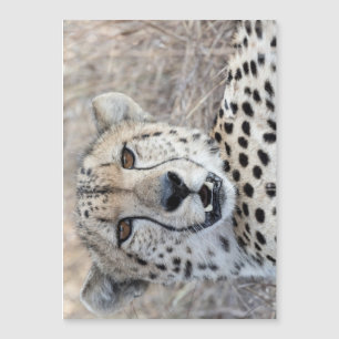 Cheetah Porträtt