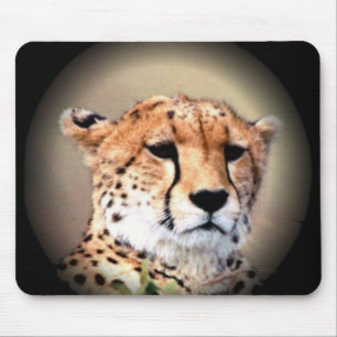 Cheetah Porträtt by Full Moon: Naturens Grace Musmatta