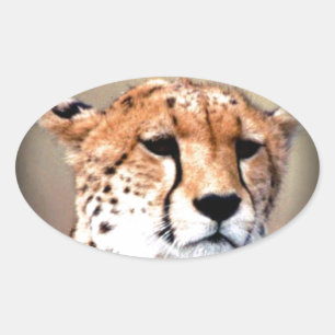 Cheetah Porträtt by Full Moon: Naturens Grace Ovalt Klistermärke
