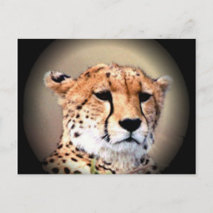 Cheetah Porträtt by Full Moon: Naturens Grace Vykort
