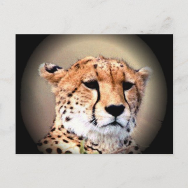 Cheetah Porträtt by Full Moon: Naturens Grace Vykort (Framsida)
