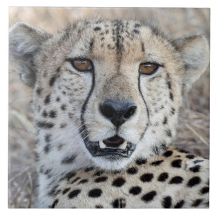 Cheetah Porträtt Kakelplatta