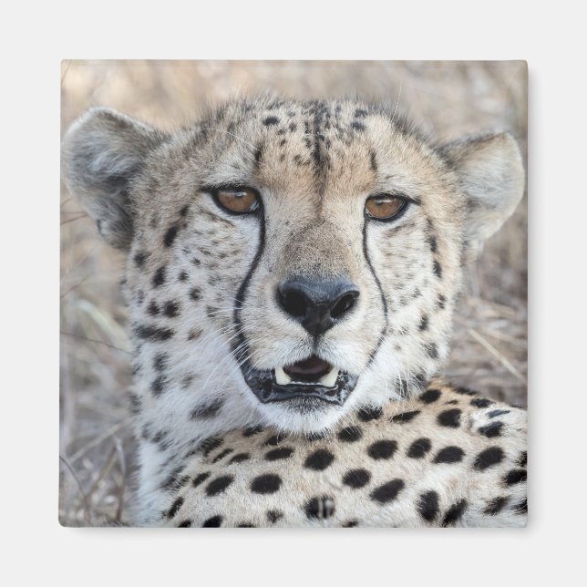 Cheetah Porträtt Magnet (Framsidan)
