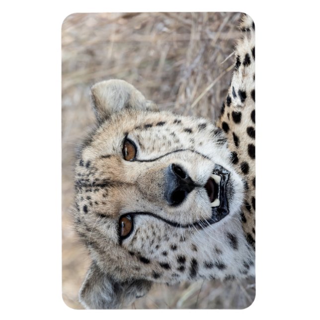 Cheetah Porträtt Magnet (Vertikal)