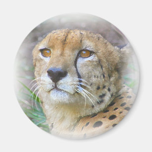 Cheetah porträtt magnet