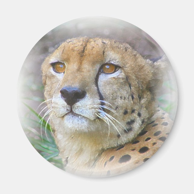 Cheetah porträtt magnet (Framsidan)
