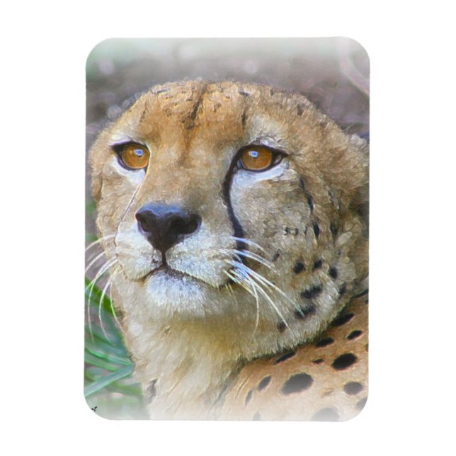 Cheetah porträtt magnet (Vertikal)
