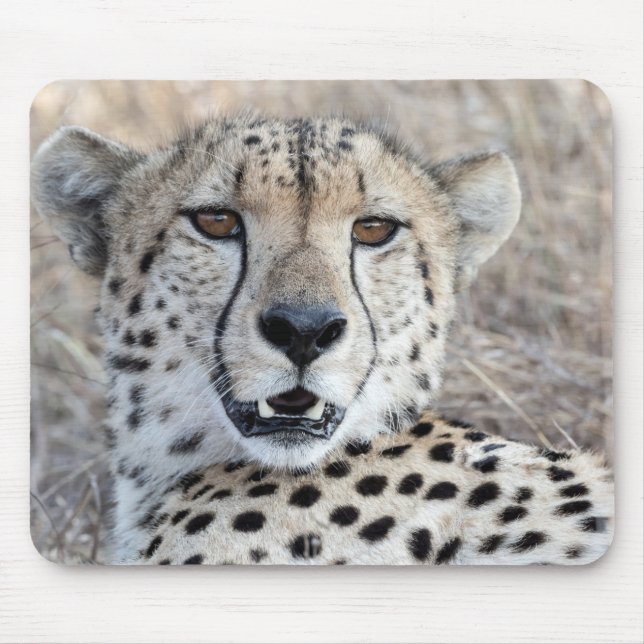 Cheetah Porträtt Musmatta (Framsidan)