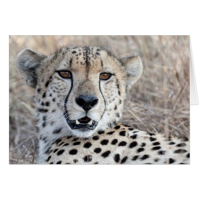 Cheetah Porträtt OBS Kort (Framsidan Horizontal)