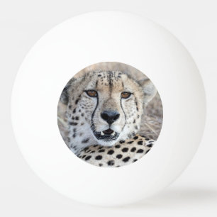 Cheetah Porträtt Pingisboll