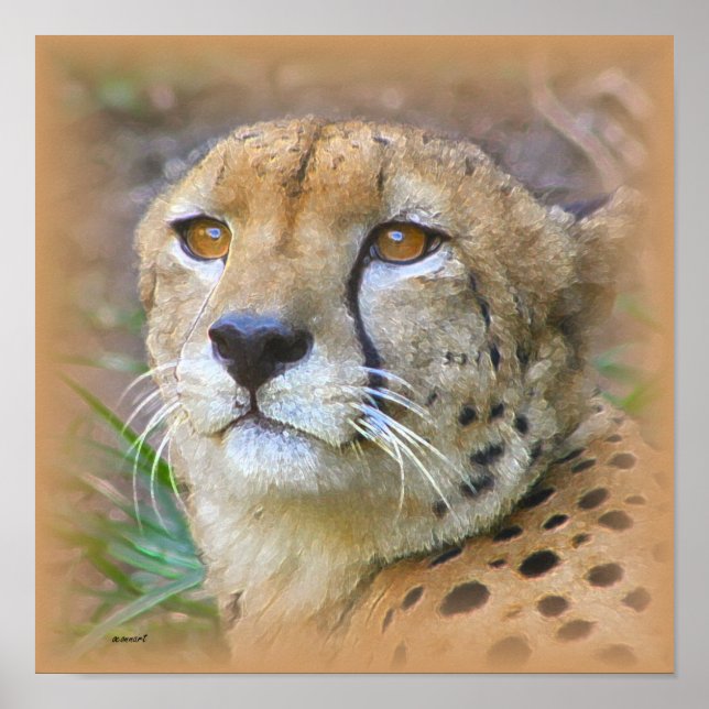 Cheetah porträtt poster (Framsidan)