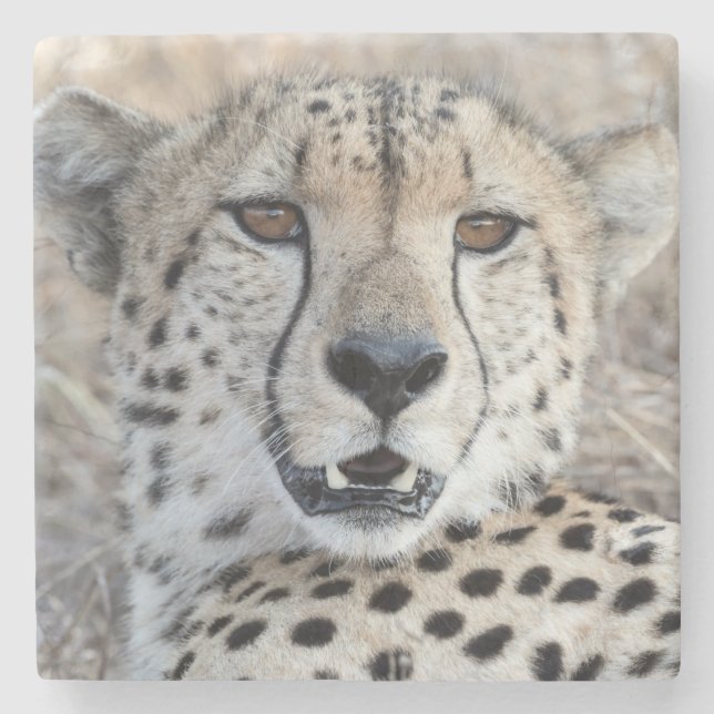 Cheetah Porträtt Stenunderlägg (Framsidan)