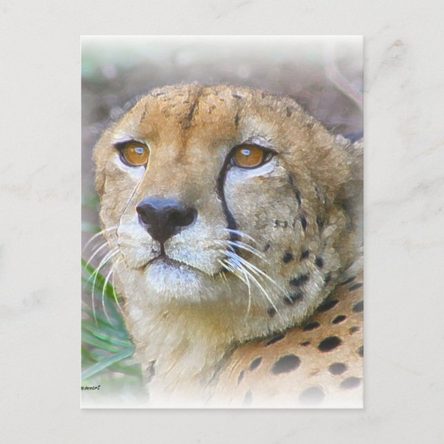 Cheetah porträtt vykort (Framsida)