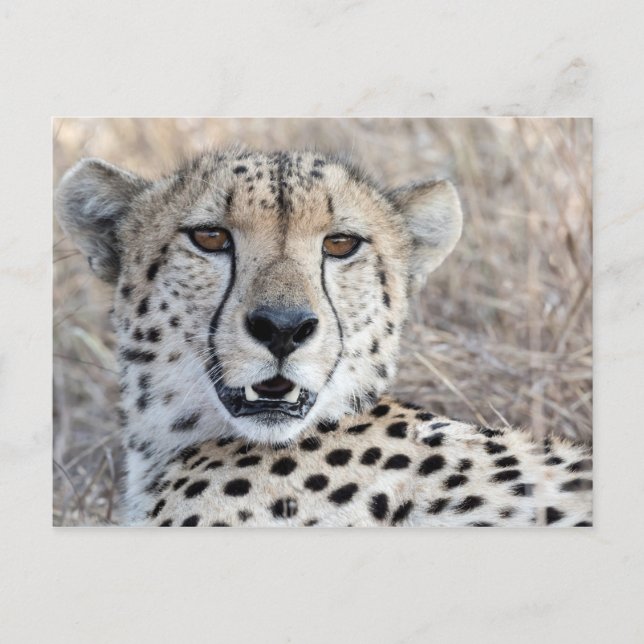 Cheetah Porträtt Vykort (Framsida)