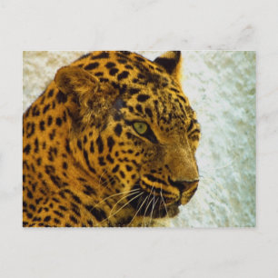 Cheetah Postcard Vykort
