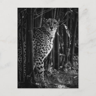 Cheetah Postcard Vykort