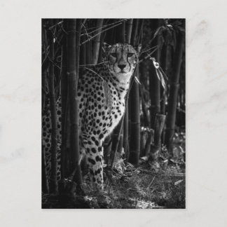 Cheetah Postcard Vykort