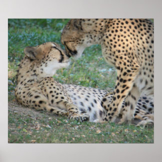 Cheetah Poster