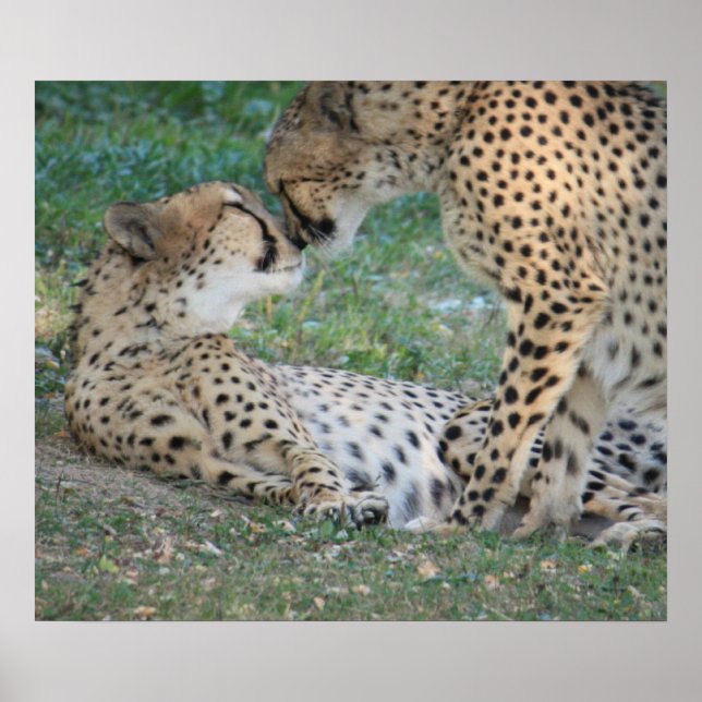 Cheetah Poster (Framsidan)