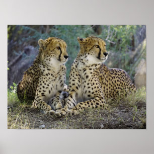Cheetah Poster