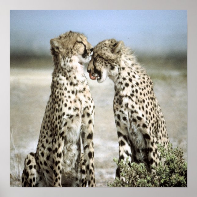 Cheetah Poster (Framsidan)