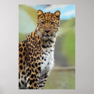 Cheetah Poster