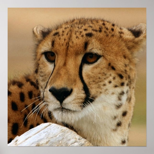 Cheetah Poster (Framsidan)