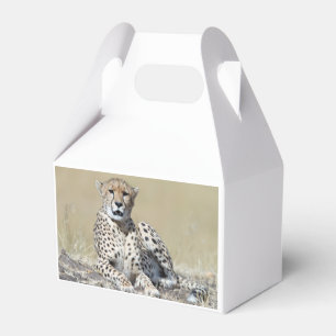 Cheetah Presentaskar