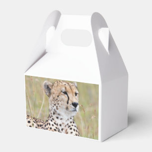 Cheetah Presentaskar