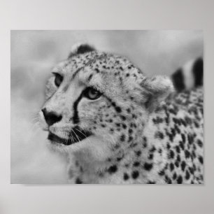 Cheetah-profil Poster