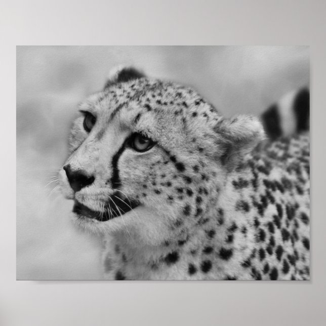 Cheetah-profil Poster (Framsidan)