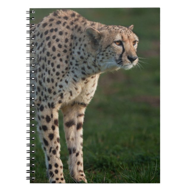 Cheetah Redo till Pounsig Anteckningsbok (Framsidan)